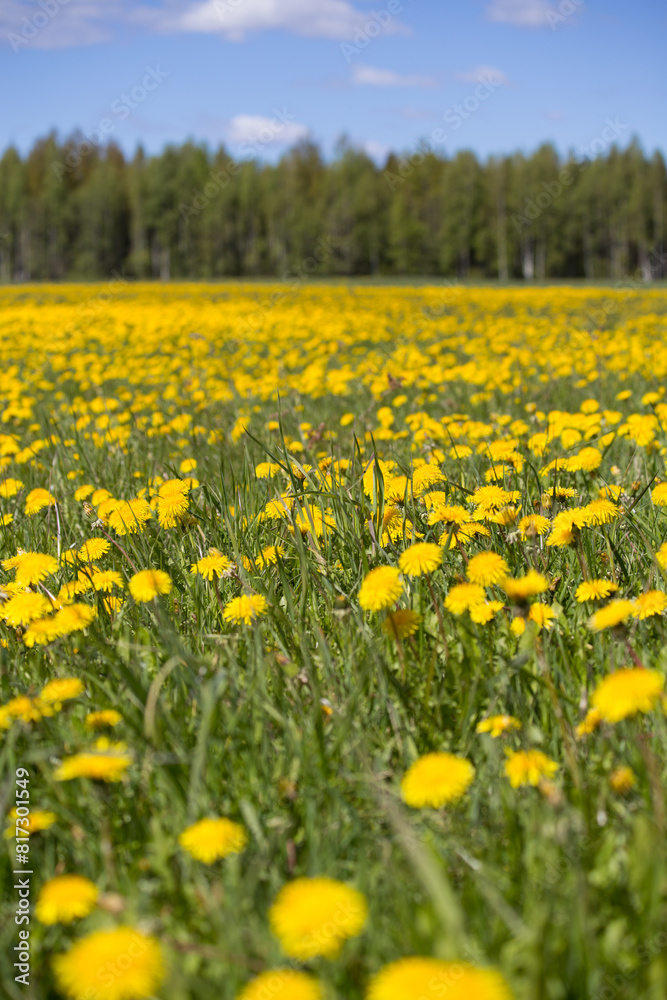 Yellow dandelions on a field against a background of forest and blue sky. Yellow dandelions on a field against a background of forest and blue sky.