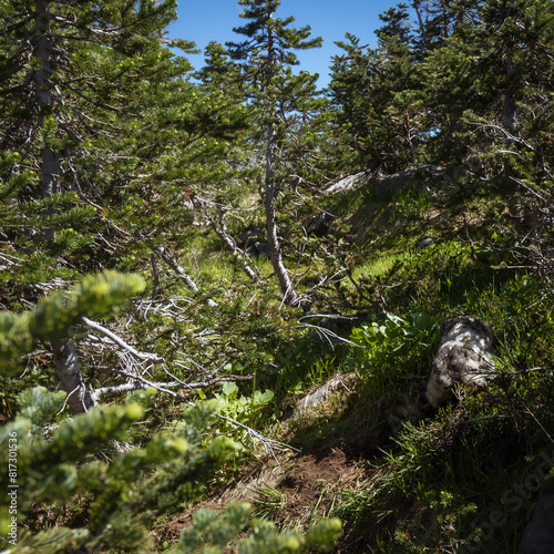 Marmot hiding in trees