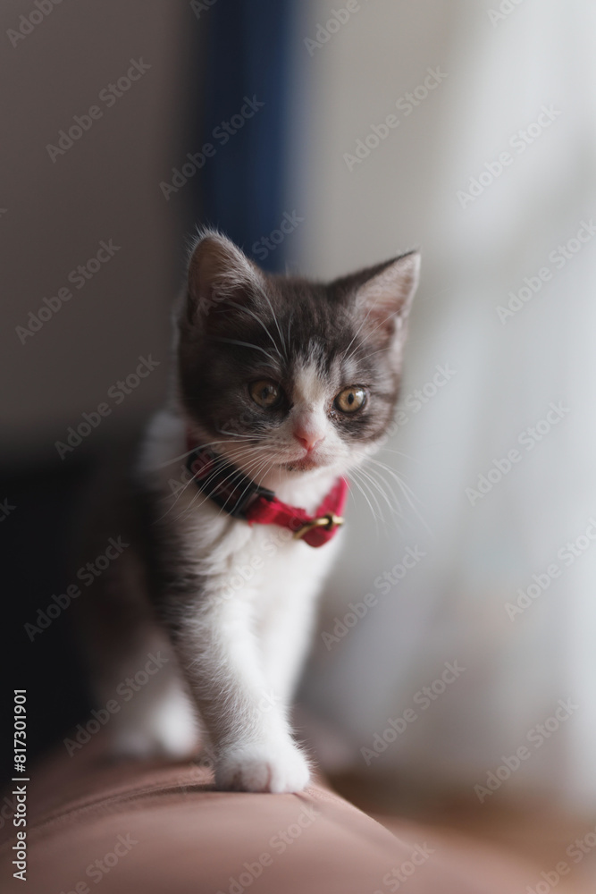 窓辺の子猫 窓辺の子猫