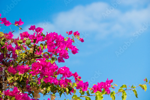 Pink Bougainvillea flowers on blue sky background