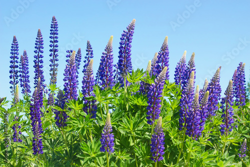 Purple Lupine flowers grow outdoors on blue sky
