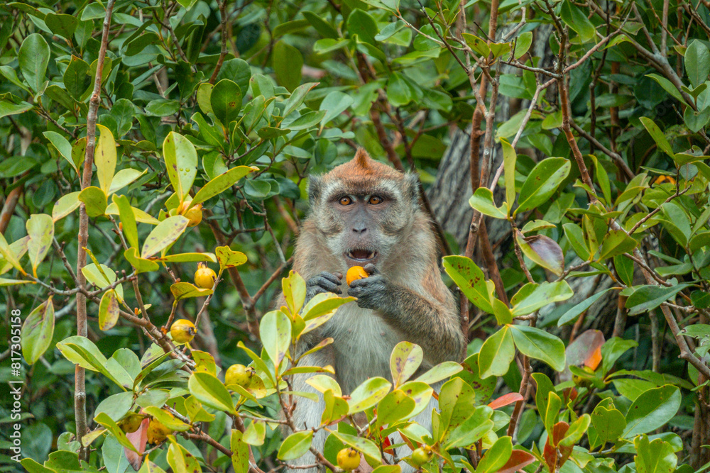 Fototapeta premium Monkey with fruit in Black River Gorge National Park in Mauritius