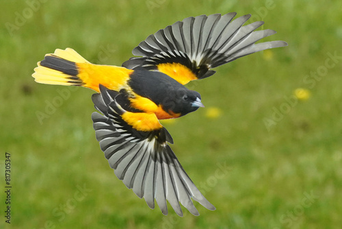 Baltimore Oriole male flying over lawn