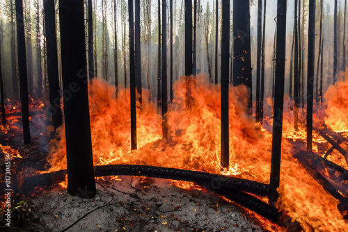 Forest fire. Wildfire. Fire that burns the entire forest with its hot fire flames. Problem that increases with the droughts of recent years. Fires that affect places such as Canada and the USA. Smoke.