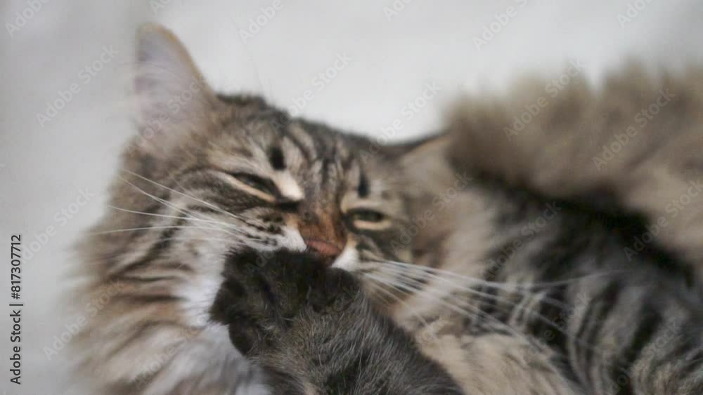 A cat is licking its paw and has its mouth open A cat is licking its paw and has its mouth open