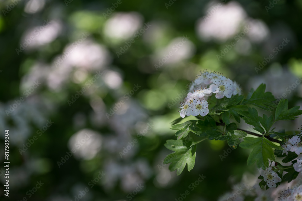 Beautiful flowers of white hawthorn flowers. Beautiful flowers of white hawthorn flowers.