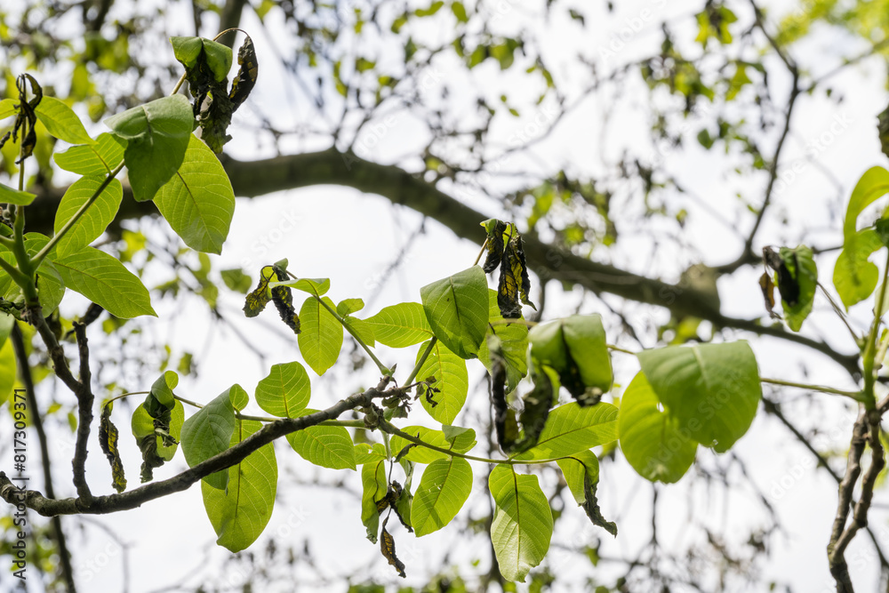 Frost-whipped fresh walnut leaves and new leaves. Frost-whipped fresh walnut leaves and new leaves.