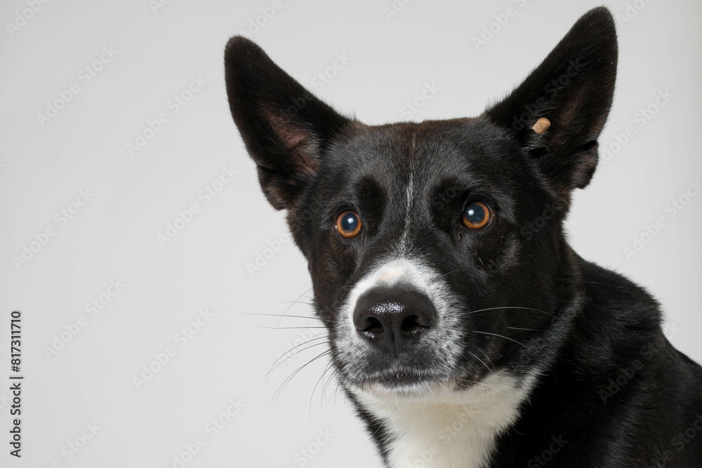 Schwarzer Hund Schwarzer Hund