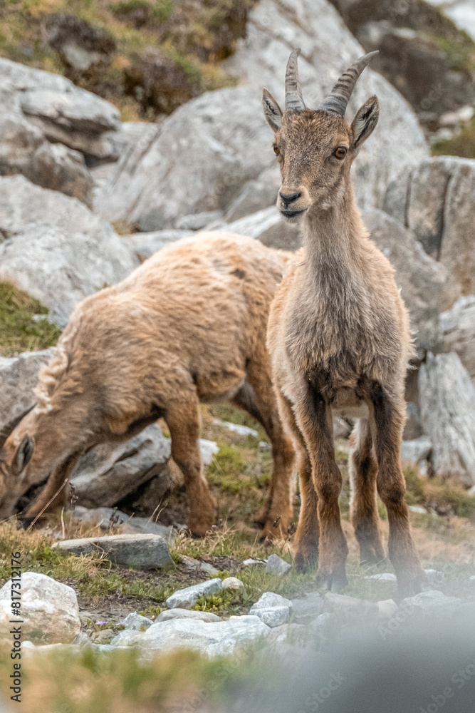Fototapeta premium Ibex young grazing in the French alps, the national park of the Vanoise