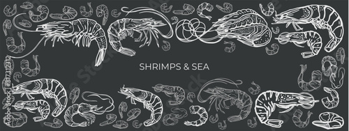 Hand drawn isolated vector set of shrimps and prawns. Shrimps and langoustines on a dark background.. Seafood, food vintage illustration. photo