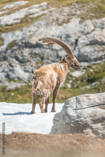 Ibex adult in the French alps, the national park of the Vanoise photo