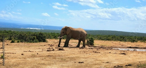 Elephant at waterhole in Addo National Park 
