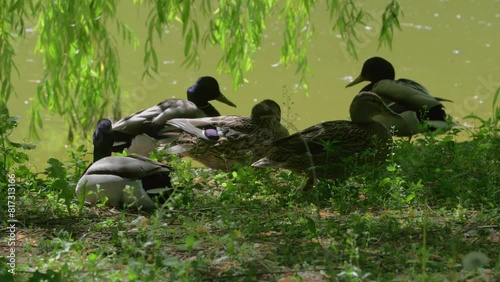 Wild ducks clean themselves in a pond in a public park during a sunny summer day