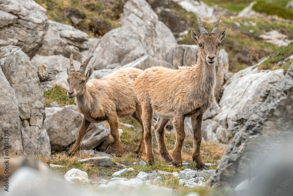 Ibex young grazing in the French alps, the national park of the Vanoise Ibex young grazing in the French alps, the national park of the Vanoise