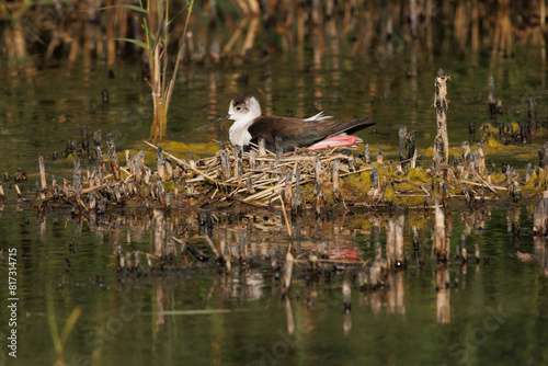 Atardecer con reflejos de nido de cigüeñela común incubando la siguiente generación, el Hondo, España photo