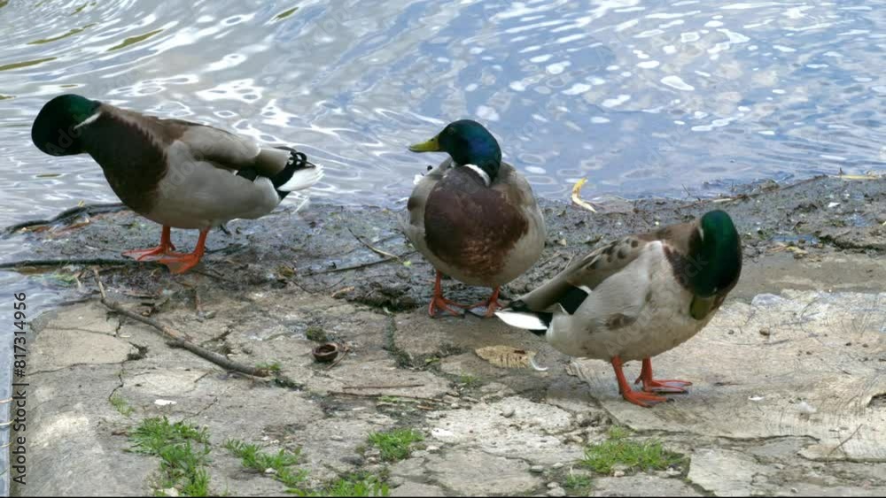 Wild ducks clean themselves in a pond in a public park during a sunny summer day Wild ducks clean themselves in a pond in a public park during a sunny summer day