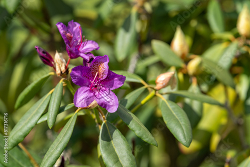 Purple rhododendron flowers outdoors in the garden.