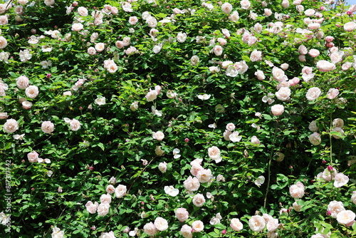 Viele Rosenblüten an einem Strauch