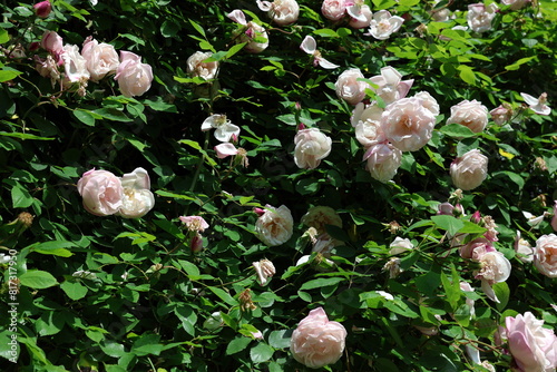 Viele Rosenblüten an einem Strauch