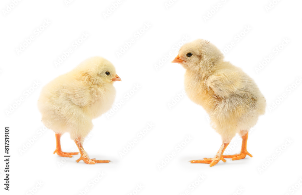 Two cute chicks isolated on white. Baby animals Two cute chicks isolated on white. Baby animals