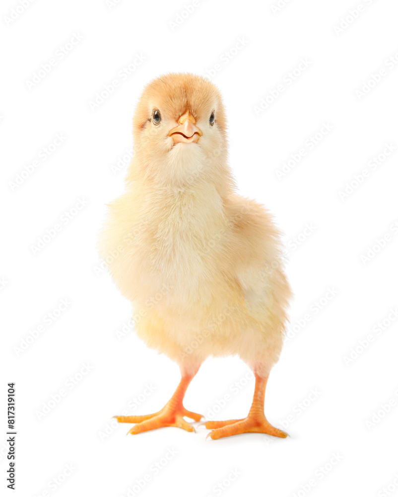 Obraz premium One cute chick isolated on white. Baby animal
