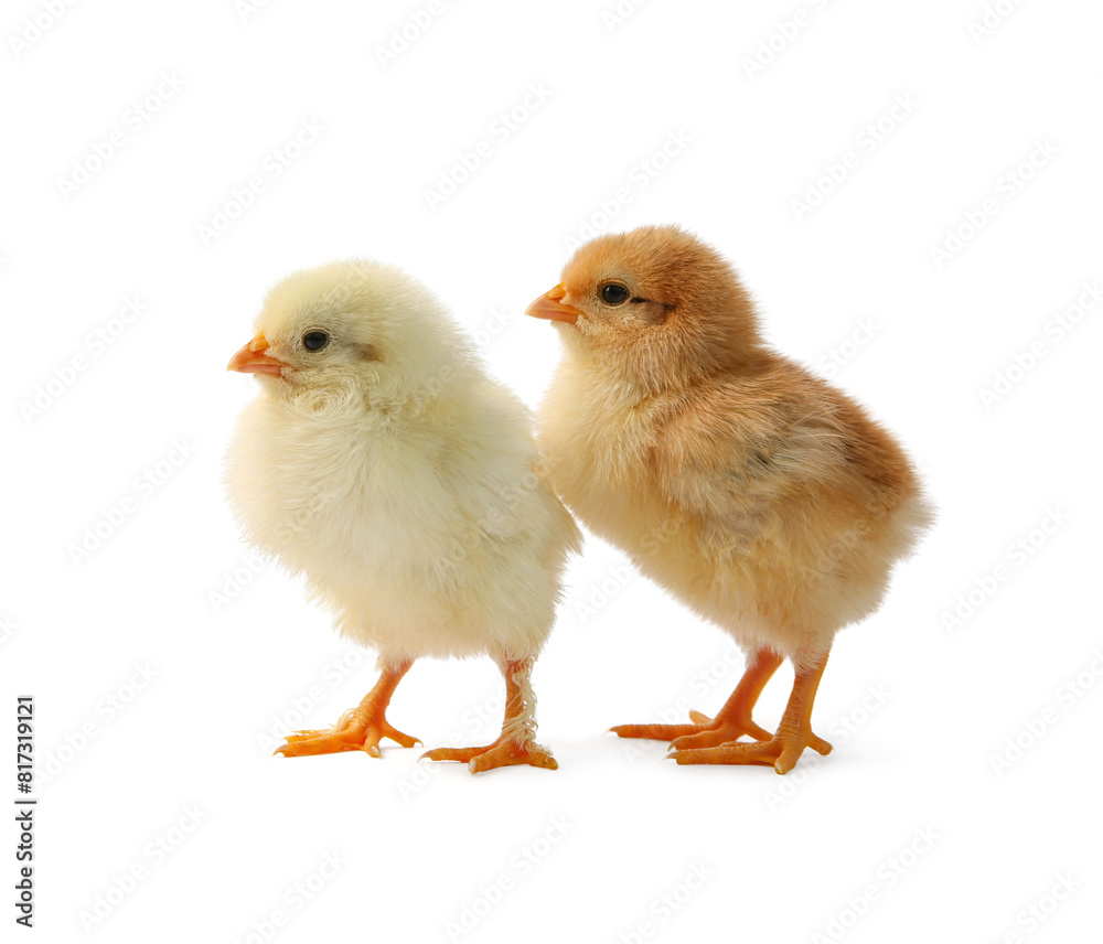 Fototapeta premium Two cute chicks isolated on white. Baby animals