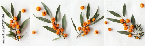 sea buckthorn isolated on white background