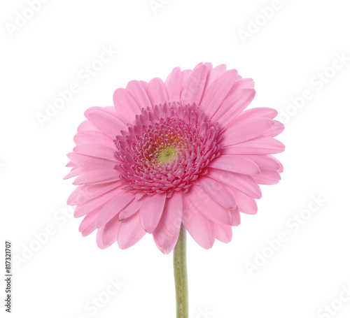 One beautiful pink gerbera flower isolated on white
