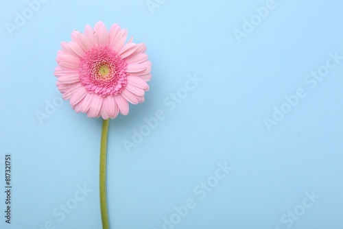 One beautiful pink gerbera flower on light blue background  top view. Space for text
