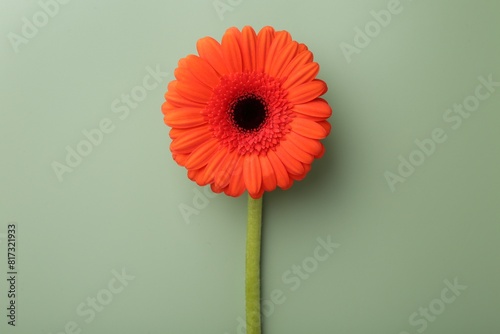 Beautiful red gerbera flower on pale green background, top view