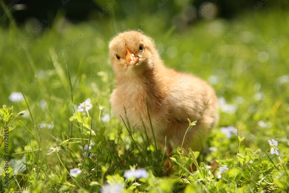 Cute chick on green grass outdoors, closeup. Baby animal Cute chick on green grass outdoors, closeup. Baby animal