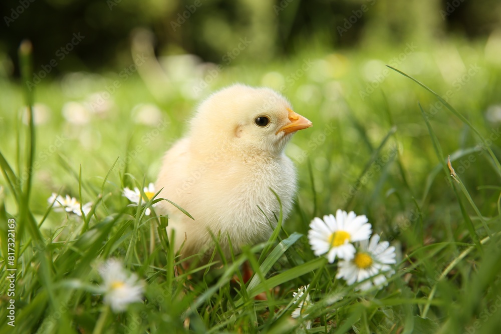 Cute chick with chamomile flowers on green grass outdoors, closeup. Baby animal