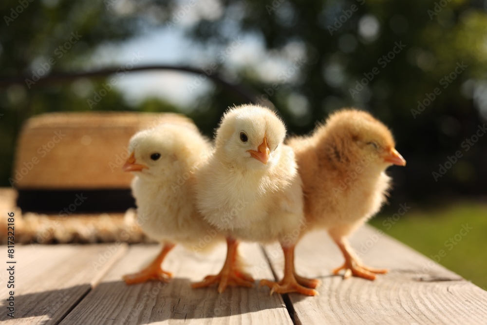 Cute chicks on wooden surface on sunny day, closeup. Baby animals Cute chicks on wooden surface on sunny day, closeup. Baby animals