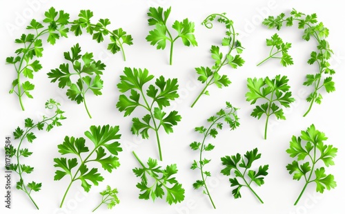 parsley isolated on white background