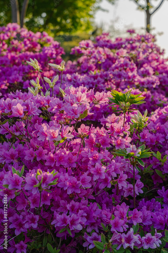 Vibrant Pink Azalea Flowers Blooming in Sunlit Garden Vibrant Pink Azalea Flowers Blooming in Sunlit Garden