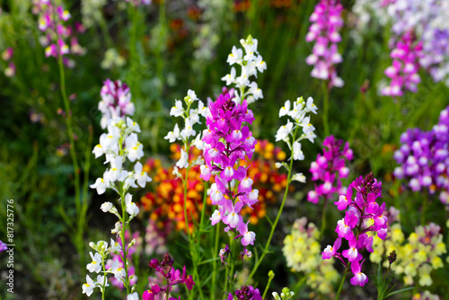 Linaria flower in the garden