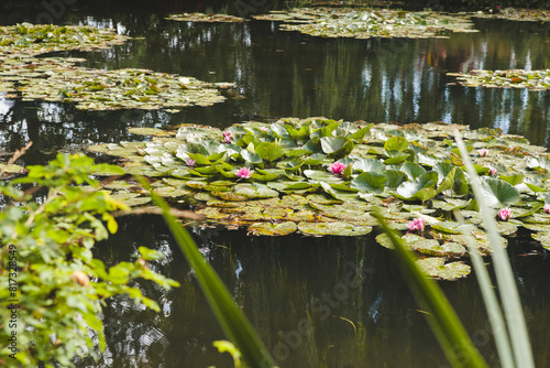 The Water Lily Pond in Monet's Garden in Giverny on a Sunny Day