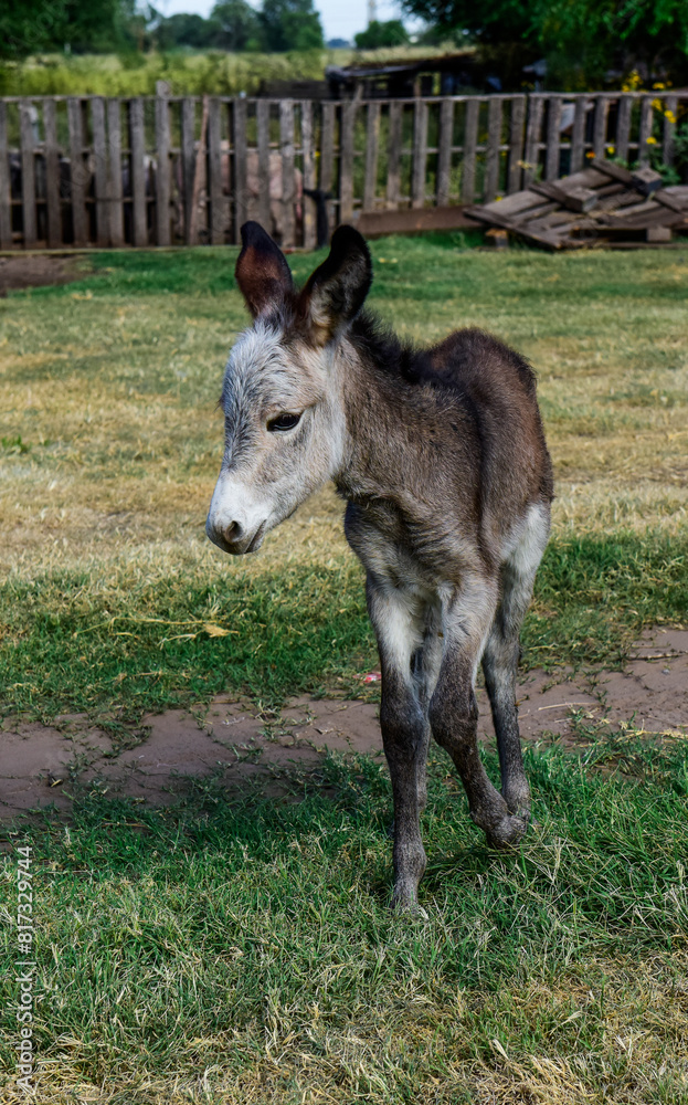 Donkey newborn baby in farm, Argentine Countryside Donkey newborn baby in farm, Argentine Countryside