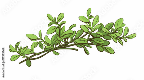 Thyme cooking herbal food spice single twig or bran