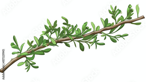 Thyme cooking herbal food spice single twig or bran © Mishi