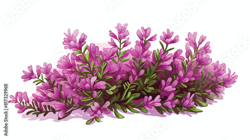 Thyme flowers or inflorescences isolated on white b