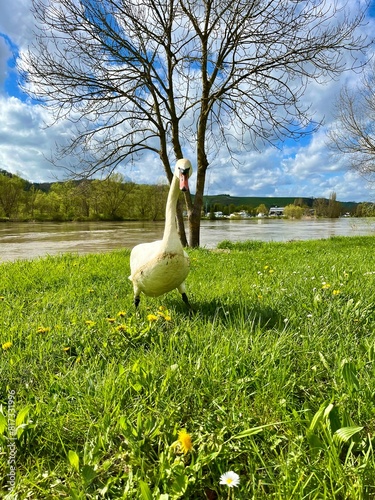 Swan near the river