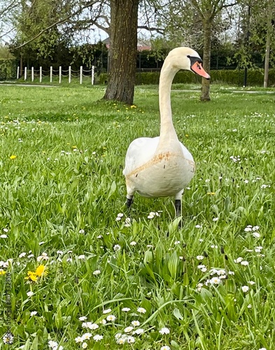 swan on the grass