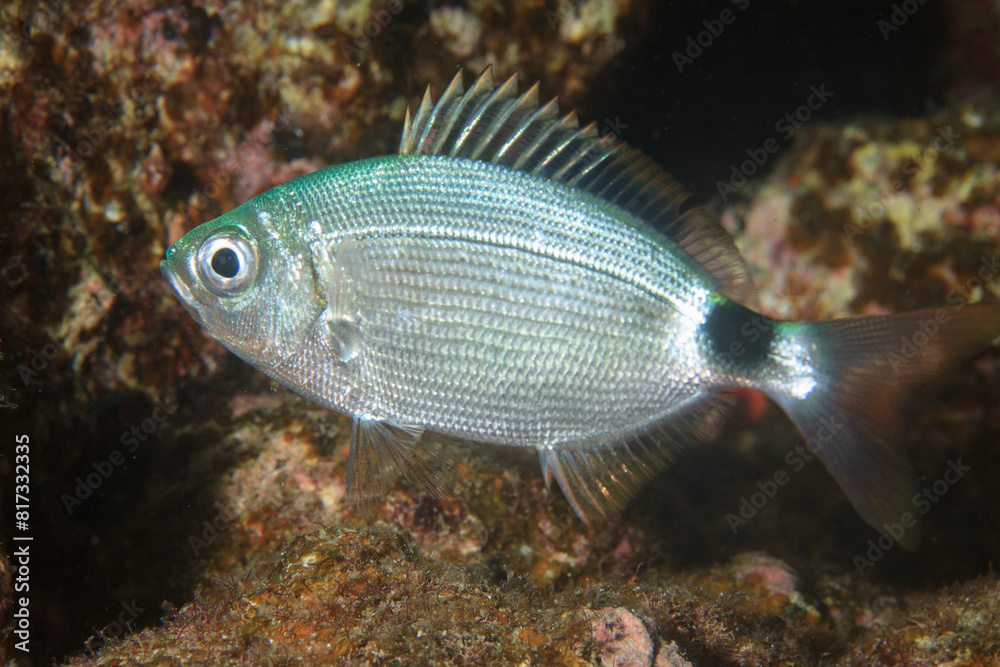 A grey-hued fish takes refuge in a corner of the reef A grey-hued fish takes refuge in a corner of the reef