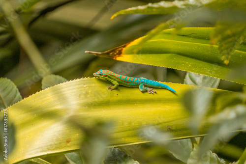 Gecko in the Ebony Forest Reserve of Mauritius photo