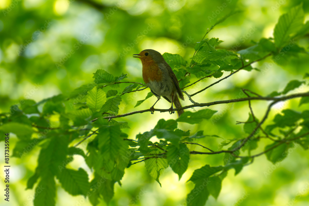 European robin (Erithacus rubecula) sitting on a tree branch in Zurich, Switzerland European robin (Erithacus rubecula) sitting on a tree branch in Zurich, Switzerland