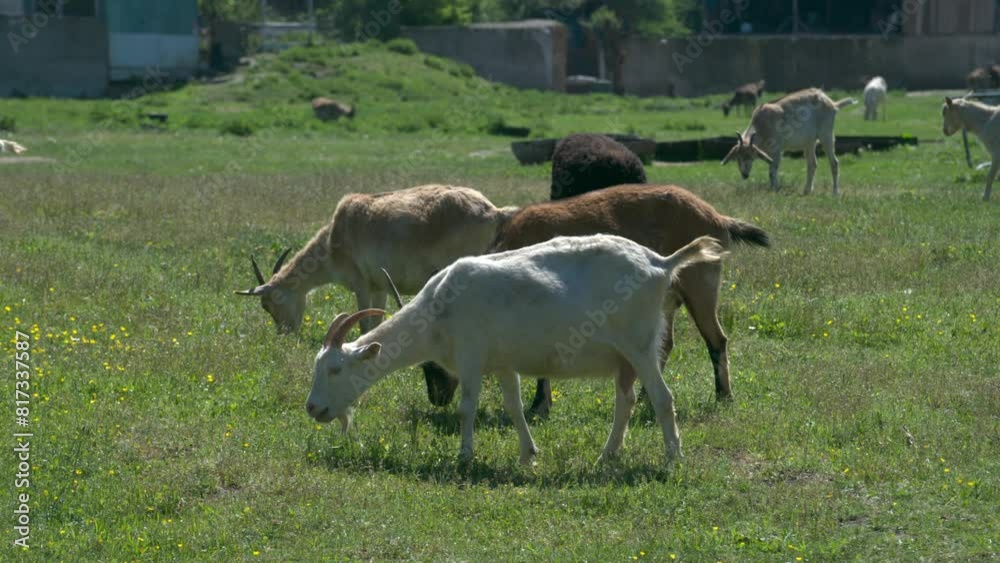 custom made wallpaper toronto digitalGoats grazing in a pasture during a sunny day on one of the ecological farms near a large city
