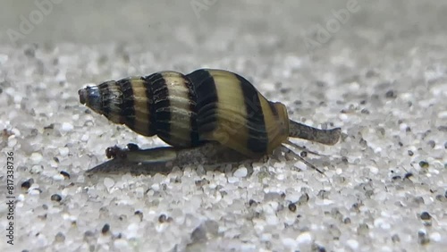 Anentome helena, auch bekannt als Clea helena oder Anentome sp., eine Raubschnecke im Aquarium. photo