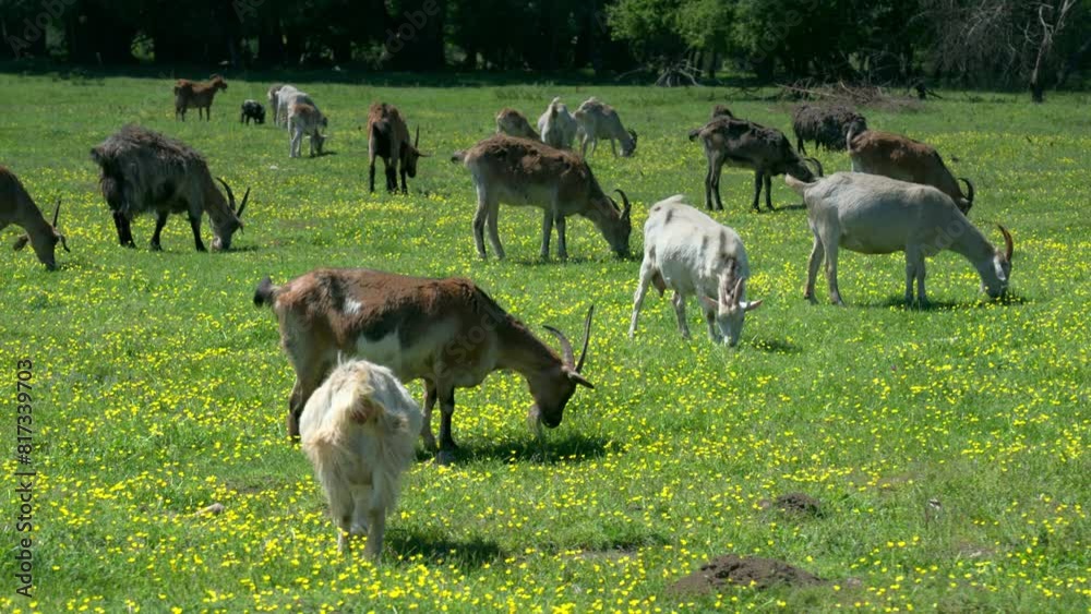 Goats grazing in a pasture during a sunny day on one of the ecological farms near a large city
Goats grazing in a pasture during a sunny day on one of the ecological farms near a large city