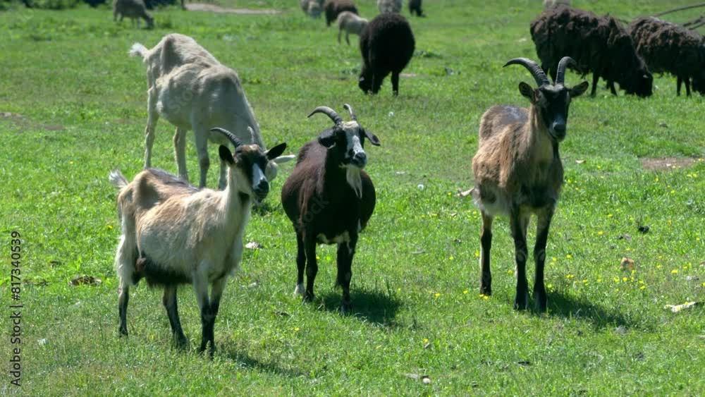 Goats grazing in a pasture during a sunny day on one of the ecological farms near a large city
Goats grazing in a pasture during a sunny day on one of the ecological farms near a large city